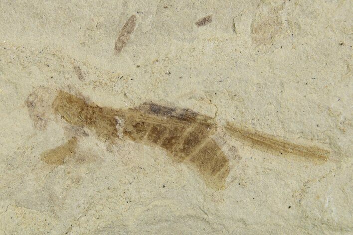Eocene Fossil Grasshopper (Caelifera) - Green River Formation #334237